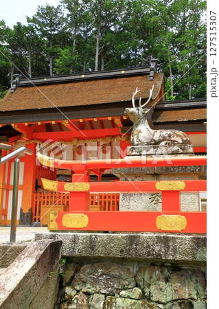新緑の大原野神社 127515307