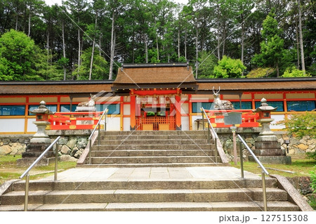 新緑の大原野神社 127515308