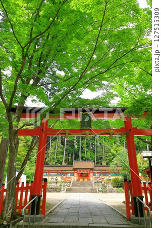 新緑の大原野神社 127515309