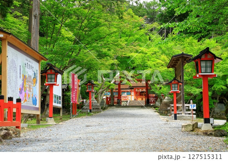 新緑の大原野神社 127515311