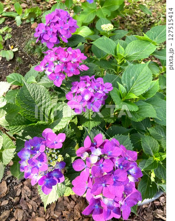 列をなし色合いを誇るアジサイたち 127515414