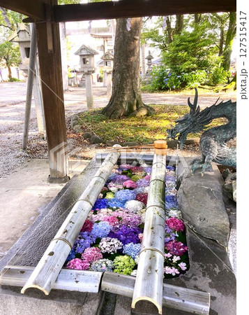 色鮮やかなアジサイたちが浮かぶ手水舎 127515417