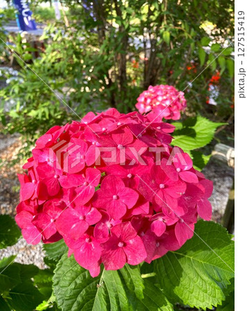 段々色付いてくる楽しみな紫陽花 127515419