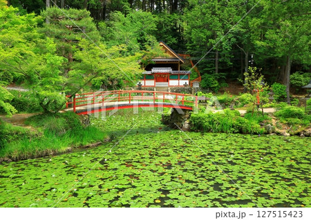 新緑の大原野神社 鯉沢池 新緑の大原野神社 鯉沢池 127515423