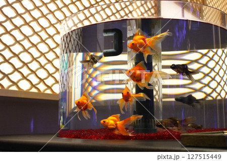 神戸アトア　水族館の涼しげな金魚 127515449
