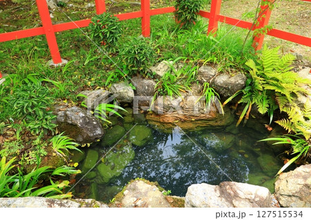 新緑の大原野神社 瀬和井 新緑の大原野神社 瀬和井 127515534