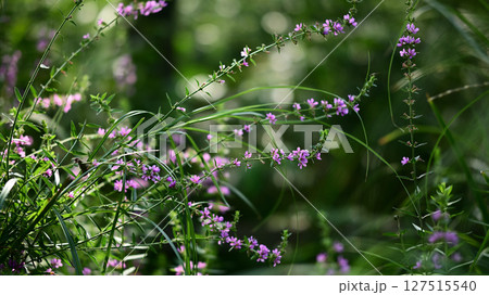 みそはぎの花 みそはぎの花 127515540