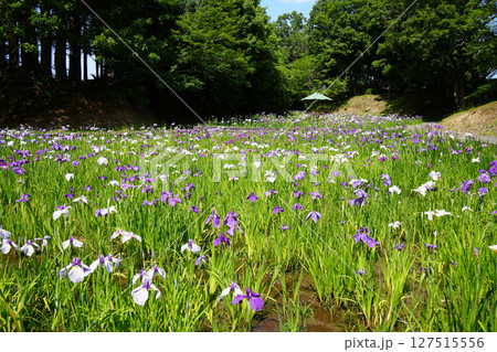 花しょうぶ 127515556