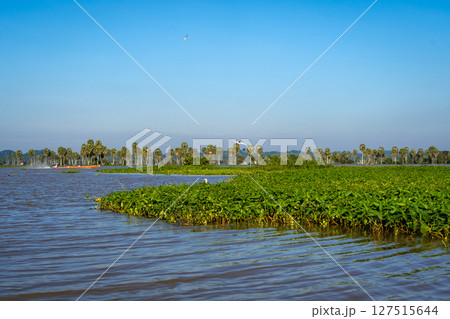 Floating vegetation on Lake Tempe, South Sulawesi, Indonesia 127515644
