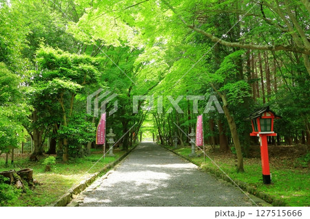 新緑の大原野神社 参道 新緑の大原野神社 参道 127515666