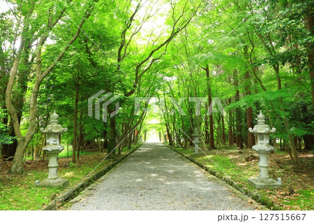 新緑の大原野神社　参道 127515667