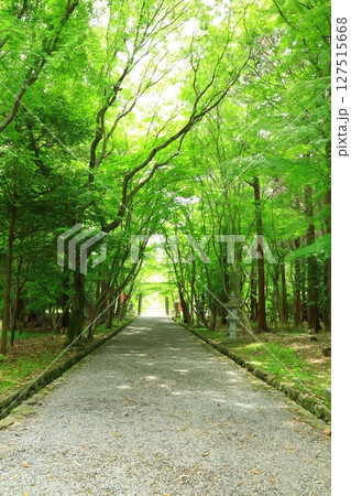 新緑の大原野神社 参道 新緑の大原野神社 参道 127515668