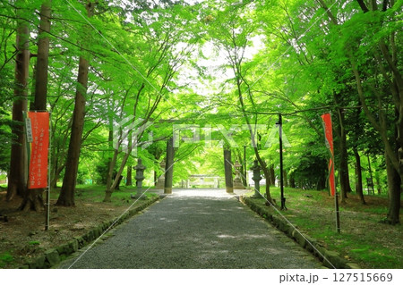 新緑の大原野神社　参道 127515669