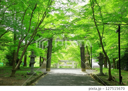 新緑の大原野神社 参道 新緑の大原野神社 参道 127515670
