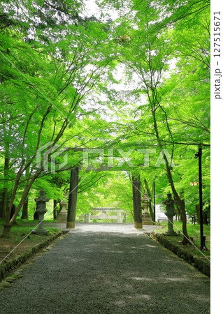新緑の大原野神社　参道 127515671
