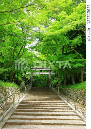新緑の大原野神社　参道 127515672