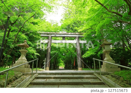 新緑の大原野神社 参道 新緑の大原野神社 参道 127515673
