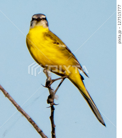 Yellow wagtail 127515777