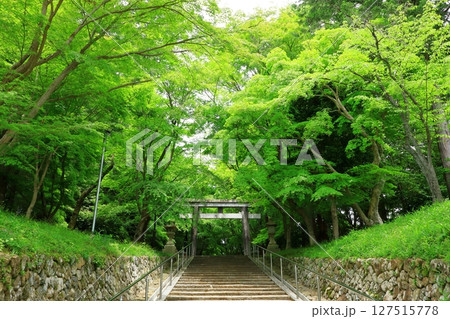 新緑の大原野神社　参道 127515778