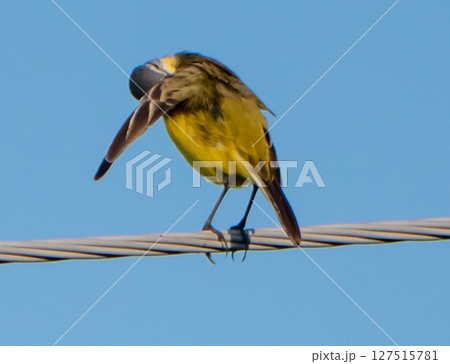 Yellow wagtail Yellow wagtail 127515781