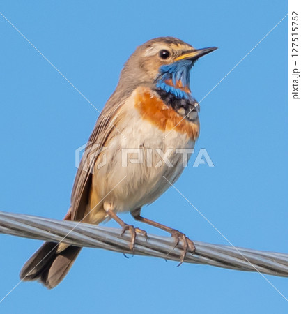 Bluethroat (Luscinia svecica) Bluethroat (Luscinia svecica) 127515782