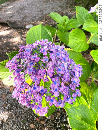 形状が面白いウズアジサイ 形状が面白いウズアジサイ 127515807