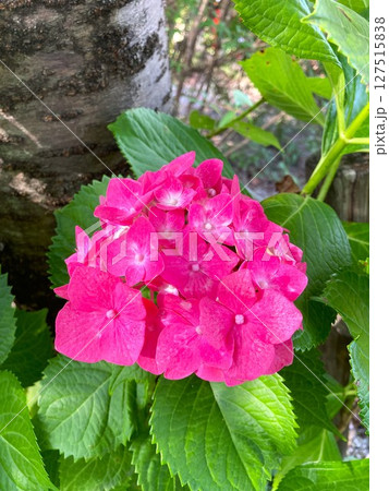 鮮やかな色合いが素敵な紫陽花 鮮やかな色合いが素敵な紫陽花 127515838