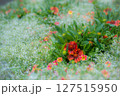 とてもきれいなお花畑 127515950
