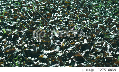 落ち葉 落ち葉 127516039