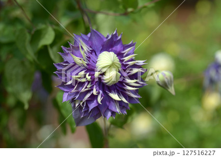 クレマチス　大河 127516227