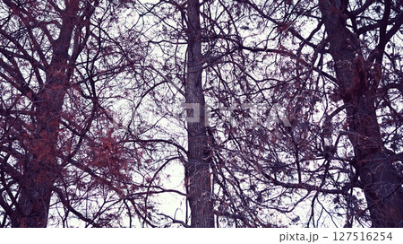 冬枯れした木々　 127516254