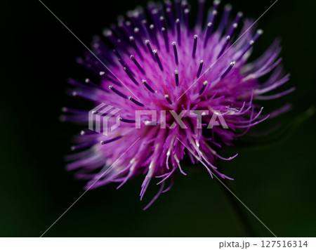 キク科スズカアザミの頭花 127516314