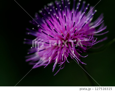 キク科スズカアザミの頭花 127516315