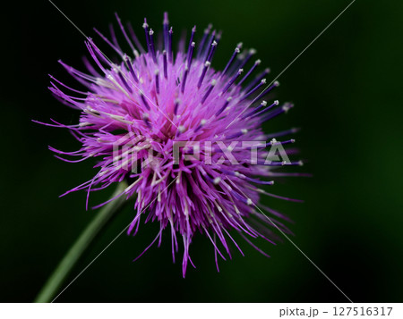 キク科スズカアザミの頭花 127516317
