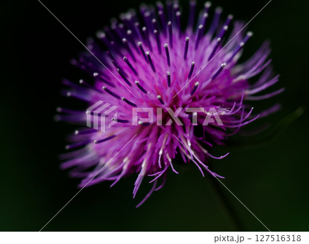 キク科スズカアザミの頭花 127516318