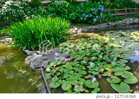 東京都　小平市立あじさい公園　あじさい祭り 127516369