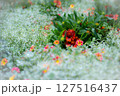 彩り豊かなお花畑 127516437