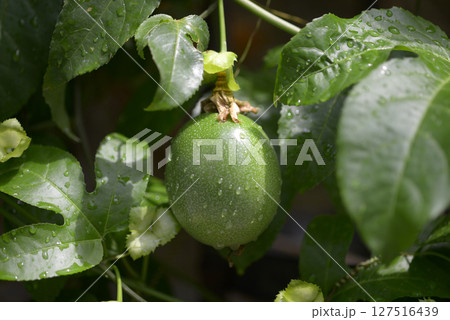 クダモノトケイソウ クダモノトケイソウ 127516439