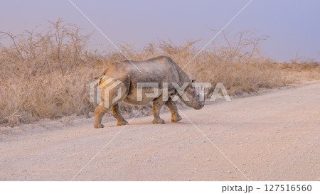 Black rhino in the Etosha National Park in Namibia. 127516560