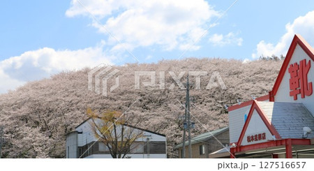 満開の桜にすっぽりと覆われた弘法山古墳 127516657