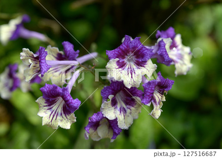 ストレプトカーパス ストレプトカーパス 127516687