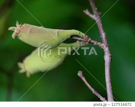 ロウバイ科ロウバイの集合果 127516872