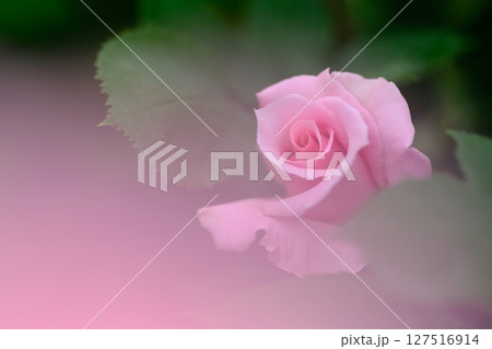 前ボケとピンクの薔薇の花 127516914
