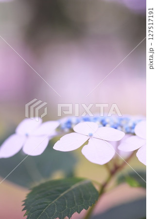 公園に咲く紫陽花の花 127517191