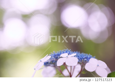 公園に咲く紫陽花の花 127517223