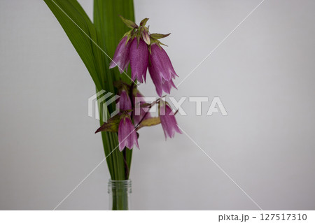 花言葉忠実正義ホタルブクロ 花言葉忠実正義ホタルブクロ 127517310