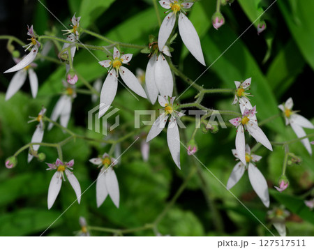 初夏に咲く花 ユキノシタ科ユキノシタの五弁の白い花 初夏に咲く花 ユキノシタ科ユキノシタの五弁の白い花 127517511