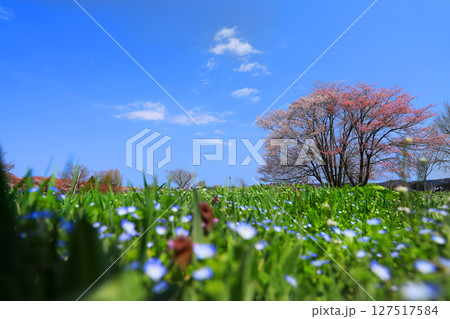北上展勝地の桜並木 北上展勝地の桜並木 127517584
