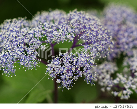青い清楚な花　コアジサイ開花 127517619
