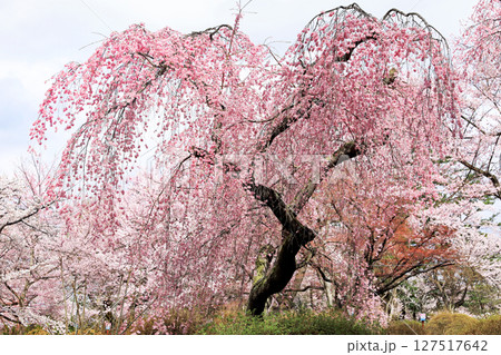 水沢公園の桜 127517642